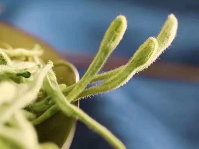 罐装金银花茶 头茬一级金银花批发养生花茶配料 源头直销一件代发图4