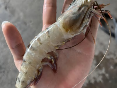 原条黑虎虾 冷冻水产 冷冻虾 餐饮食材 工厂直销 全国发货图4