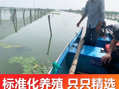 阳澄湖镇大闸蟹加盟鲜活螃蟹批发团购大闸蟹礼盒中秋礼品工 厂直图2