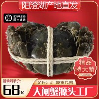 阳澄湖镇鲜活大闸蟹肉嫩黄特大母蟹公蟹足秤螃蟹水产特大特肥螃