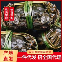 企业集采团购价优产地直发大闸蟹公母蟹螃蟹阳澄湖镇官方加 盟礼盒
