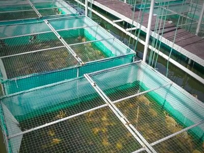 大闸蟹阳澄湖厂家供应链鲜活螃蟹毛蟹湖蟹直招代理礼盒诚邀批发图2