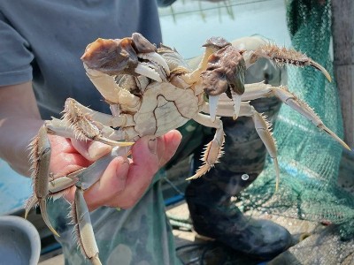 阳澄湖鲜活大闸蟹批发螃蟹尝鲜2.5两母蟹 34.75元/只，8只起拍图2