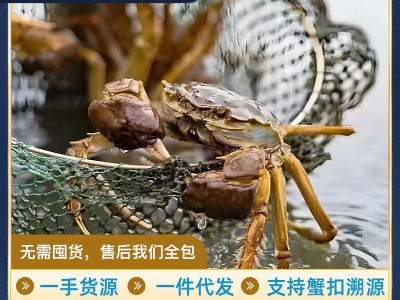 阳澄湖产地直供大闸蟹一件代发团购鲜活螃蟹公母毛蟹水产礼 盒批发图2