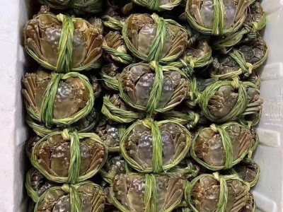 兴化红膏大螃蟹鲜活批发一件代发母蟹3.5 两+公蟹4.5两8只礼盒装图4