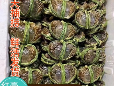 兴化红膏大闸蟹鲜活发货养殖户直供一件代发顺丰直达10只礼盒装图2