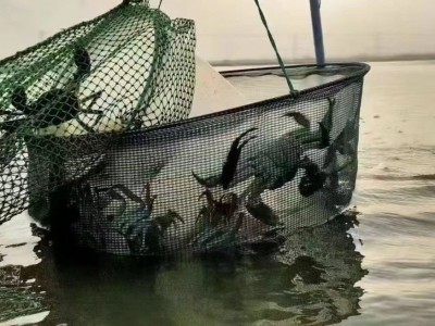 兴化红膏大闸蟹鲜活发货养殖户直供一件代发顺丰直达10只礼盒装图3