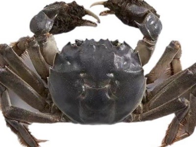 活蟹10只大闸蟹鲜活特大全母蟹海鲜水产品兴化红膏大闸蟹一件代发图4