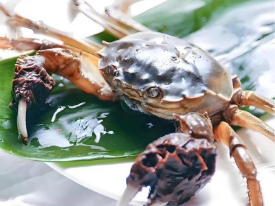 活蟹10只大闸蟹鲜活特大全母螃蟹海鲜水产品兴化红膏大闸蟹2两母图4