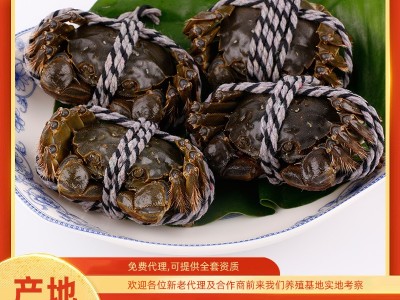 阳澄兴友大闸蟹诚邀加盟代理鲜活螃蟹活蟹批发微商代发阳澄湖镇图3