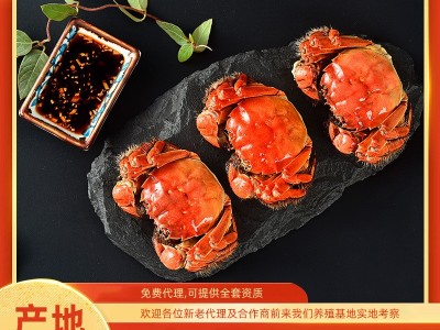 阳澄兴友大闸蟹诚邀加盟代理鲜活螃蟹批发活蟹微商代发精品图2
