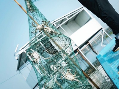 阳澄湖水产养殖基地批发大闸蟹公母蟹鲜活特大螃蟹新鲜免费铺货图3