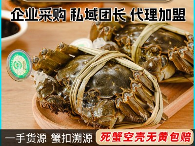 阳澄湖水产养殖基地批发大闸蟹公母蟹鲜活特大螃蟹新鲜免费铺货图2
