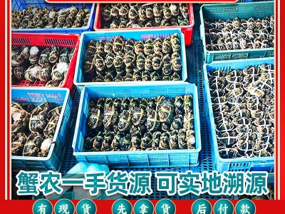 全公母大闸蟹鲜活水产河蟹阳澄湖养殖新鲜批发中秋螃蟹礼盒公司采图2