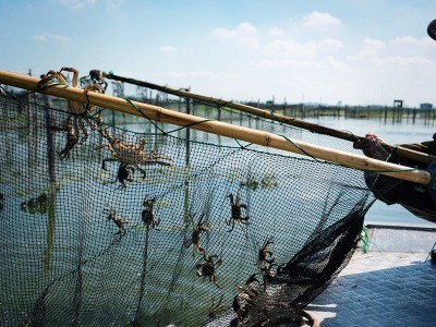 全公母大闸蟹鲜活水产河蟹阳澄湖养殖新鲜批发中秋螃蟹礼盒公司采图3