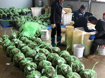 阳澄湖鲜活大闸蟹毛蟹采购批发加盟代理湖蟹礼盒包装含泡沫箱图2