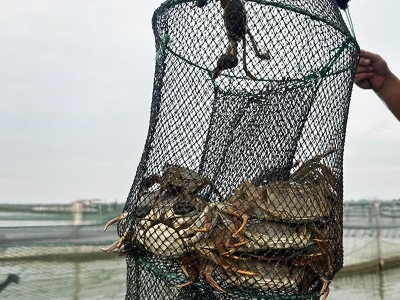 大闸蟹鲜活水产招代理河蟹阳澄湖新鲜养殖批发公司团购活蟹批发图2