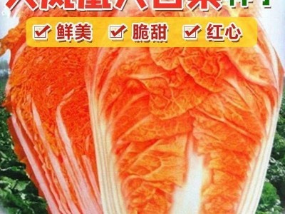火凤凰大白菜种子红白菜秋季种植耐热耐寒抗病高钙橘红心大白菜图2