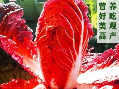 火凤凰大白菜种子红白菜秋季种植耐热耐寒抗病高钙橘红心大白菜图5