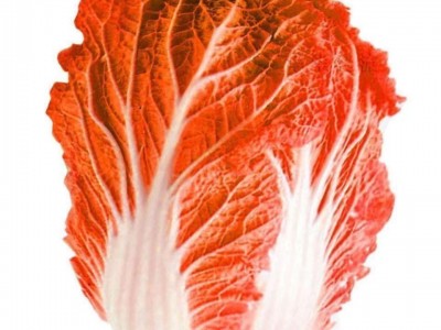 火凤凰大白菜种子红白菜秋季种植耐热耐寒抗病高钙橘红心大白菜图4