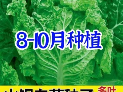 无筋叶多火锅菜种子大白菜种籽大田白菜蔬菜种孑高产耐贮秋播四季图3