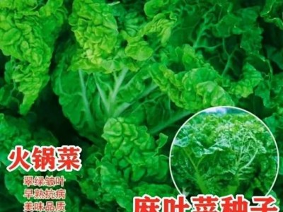 无筋叶多火锅菜种子大白菜种籽大田白菜蔬菜种孑高产耐贮秋播四季图4