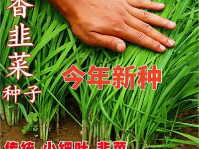 四季韭菜种子小细叶韭菜种籽老品种庭院阳台盆栽大田留种四季种图3