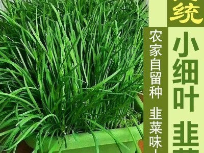 四季韭菜种子小细叶韭菜种籽老品种庭院阳台盆栽大田留种四季种图2
