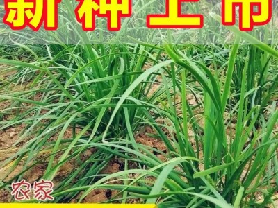 四季韭菜种子小细叶韭菜种籽老品种庭院阳台盆栽大田留种四季种图4