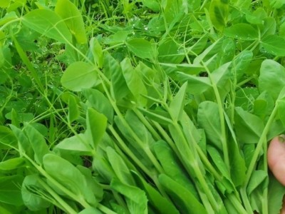 无须豌豆苗种子 豌豆种籽尖龙须菜芽苗四季阳台盆栽种植家庭蔬菜图2