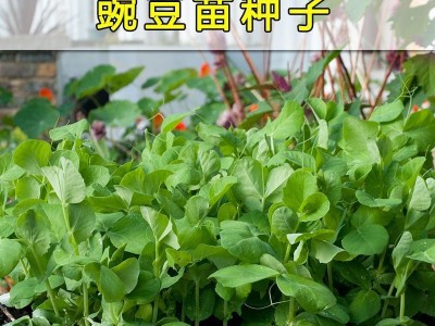 无须豌豆苗种子 豌豆种籽尖龙须菜芽苗四季阳台盆栽种植家庭蔬菜图3