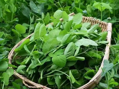 无须豌豆苗种子 豌豆种籽尖龙须菜芽苗四季阳台盆栽种植家庭蔬菜图5