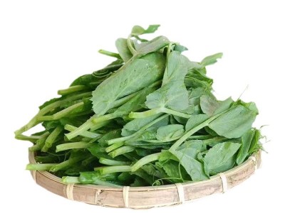 无须豌豆苗种子 豌豆种籽尖龙须菜芽苗四季阳台盆栽种植家庭蔬菜图4