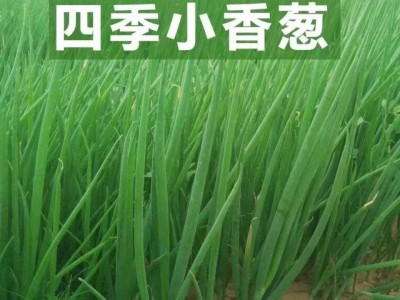 四季小香葱种子 阳台盆栽蔬菜种子易种植四季播种小香葱种子图3