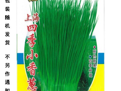 四季小香葱种子 阳台盆栽蔬菜种子易种植四季播种小香葱种子图5
