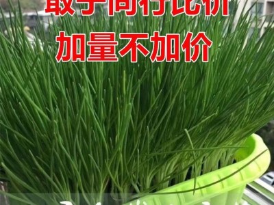 四季小香葱种子 阳台盆栽蔬菜种子易种植四季播种小香葱种子图4