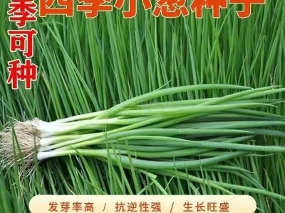 四季小香葱种子 阳台盆栽蔬菜种子易种植四季播种小香葱种子图2