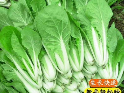 四季奶油小白菜种子 播种速生耐热耐寒蔬菜种子阳台种植青菜图4