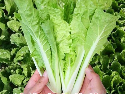 四季奶油小白菜种子 播种速生耐热耐寒蔬菜种子阳台种植青菜图3