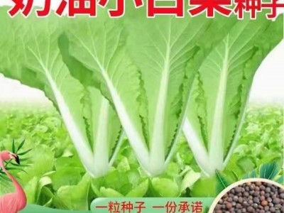 四季奶油小白菜种子 播种速生耐热耐寒蔬菜种子阳台种植青菜图2