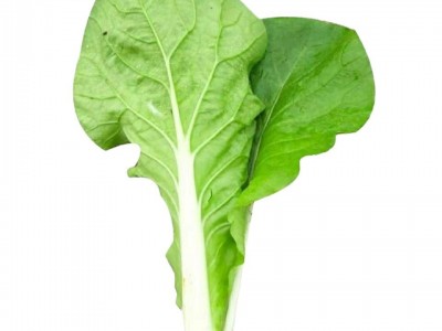 四季奶油小白菜种子 播种速生耐热耐寒蔬菜种子阳台种植青菜图5