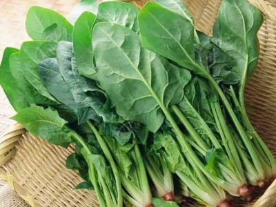 大叶菠菜种子秋冬季蔬菜种子耐寒四季菠菜种子阳台盆栽菠菜种子图3