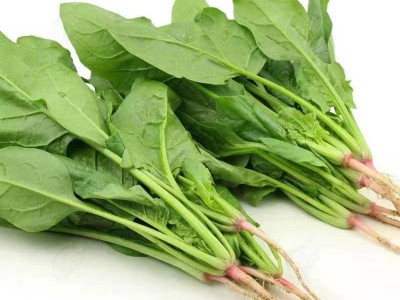 大叶菠菜种子秋冬季蔬菜种子耐寒四季菠菜种子阳台盆栽菠菜种子图5