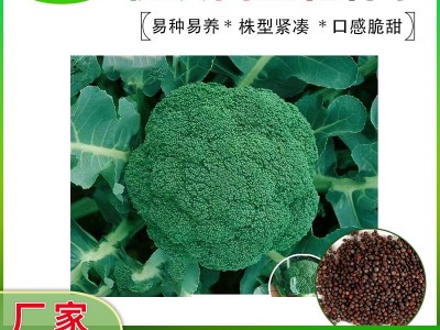 西兰花种籽春秋季花椰菜蔬菜种孑耐寒绿菜花四季松花菜种子图3