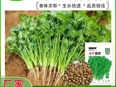 批发浓香大叶香菜种子四季种植蔬菜种子菜籽秋冬阳台小院花盆菜种图2