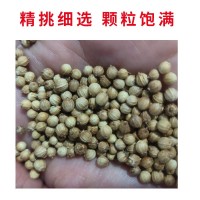 批发浓香大叶香菜种子四季种植蔬菜种子菜籽秋冬阳台小院花盆菜种