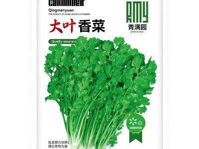 批发浓香大叶香菜种子四季种植蔬菜种子菜籽秋冬阳台小院花盆菜种图5