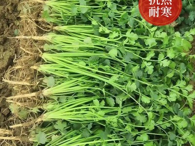 批发浓香大叶香菜种子四季种植蔬菜种子菜籽秋冬阳台小院花盆菜种图4