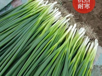 批发四季小香葱种子盆栽小葱分葱蔬菜种子籽菜园阳台易种蔬果种子图4