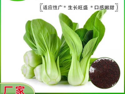 原种上海青种子蔬菜种子鸡毛菜宽帮青菜苏州青四季易种阳台菜园图2
